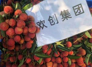 夏日好“枝”味，乐竞lejing(中国)集团发福“荔”啦
